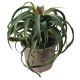 faux cactus Tillandsia succulent plant pot