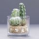 faux cacti plant in glass vase