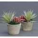 faux succulent cactus in pot