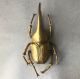 large-gold-beetle-decor-wall-hanging