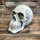 large-human-skull-concrete-outdoor-ornament